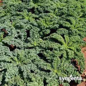 Curly Kale Seeds (2500 Seeds)