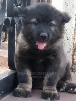 1-3 months Female Purebred Caucasian Shepherd