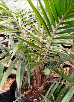 Supergene Shooters Oilpalm Seedling