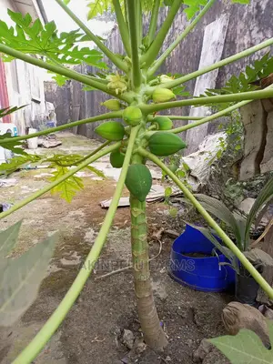 Dwarf Pawpaw Seedlings