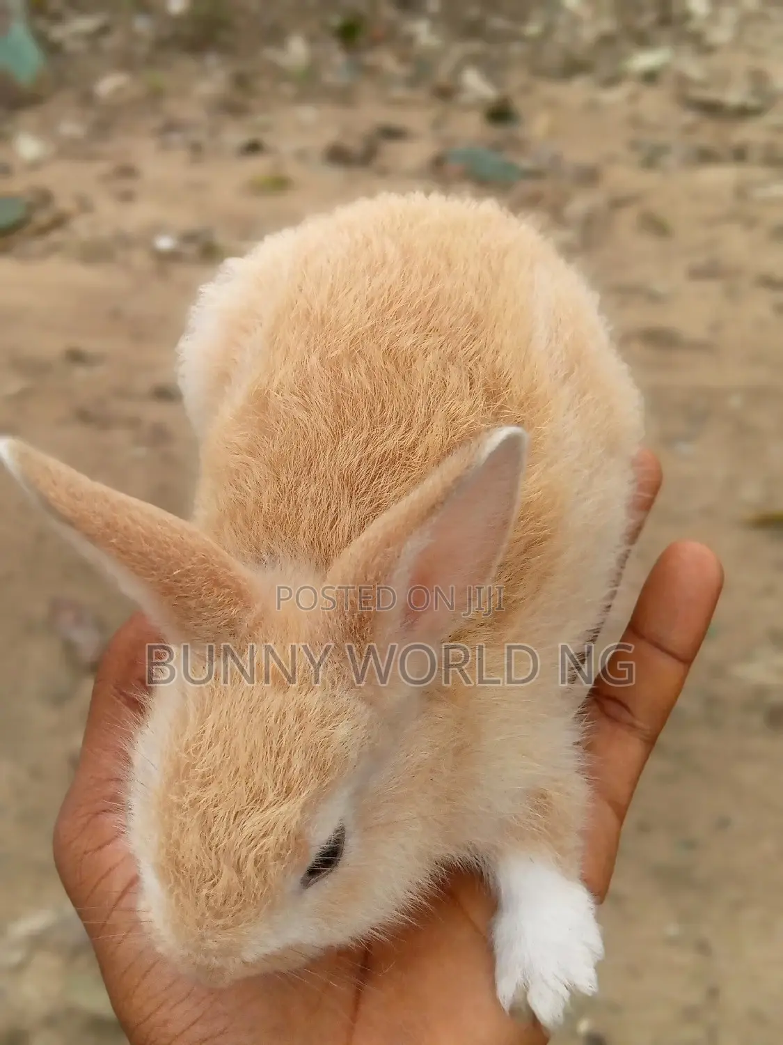 Foreign Palomino Rabbit