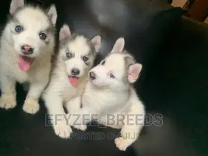 1-3 months Female Purebred Siberian Husky