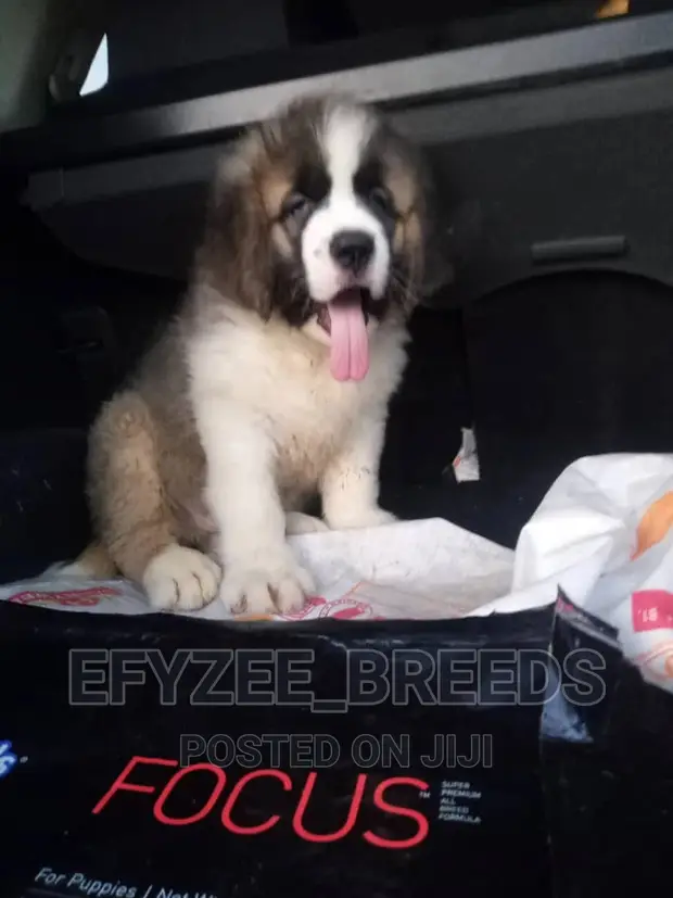 Month Old Saint Bernard Buy Saint Bernard Puppies Available Online