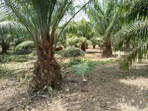Tenera Oil Palm_1 Seedling