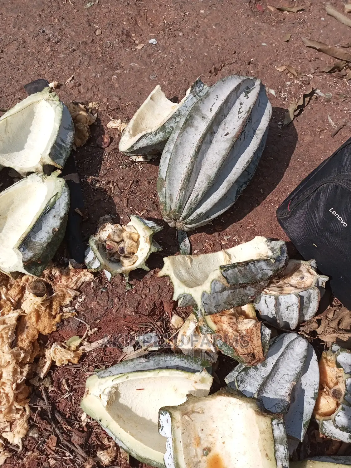 UGWU SEED (Large Quantity)