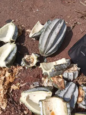 UGWU SEED (Large Quantity)