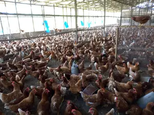 Rafco Healthy Poultry