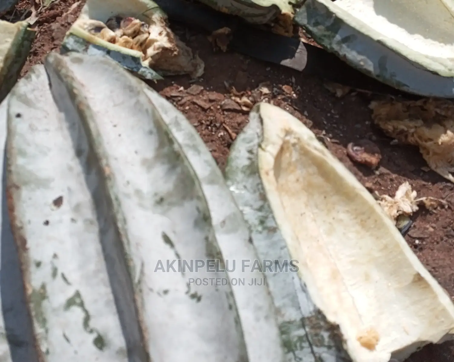 Ugu/Ugwu Seeds