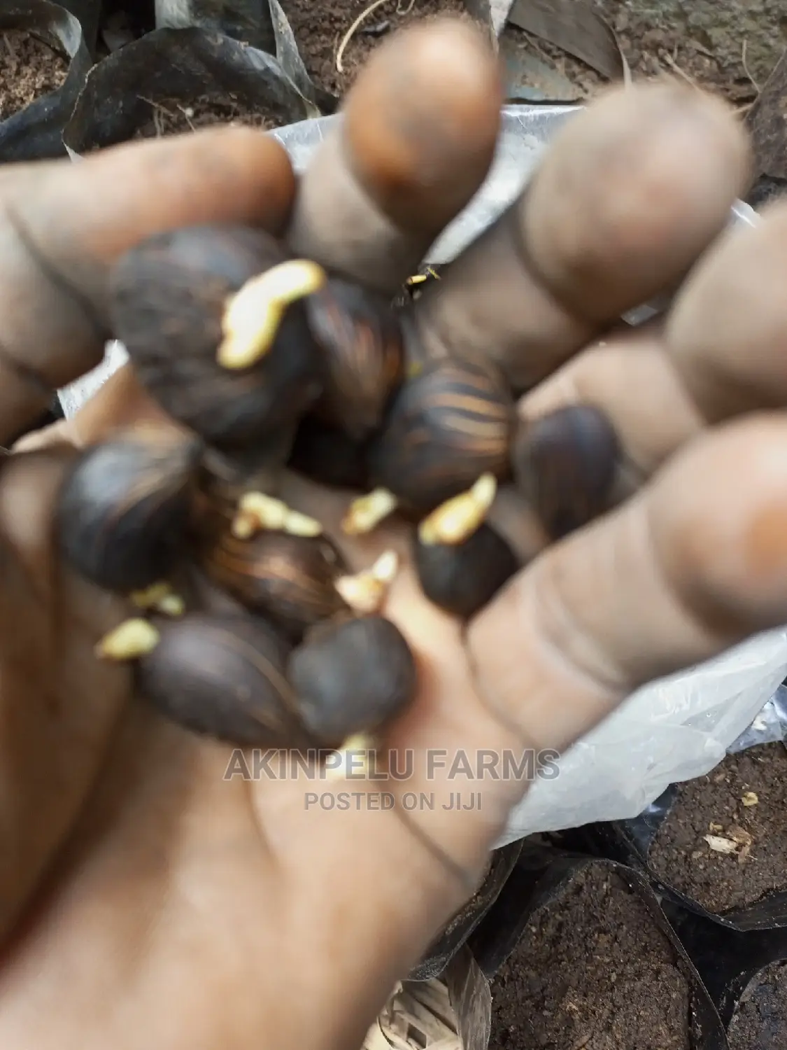 Sprouted TENERA Oilpalm Nut.
