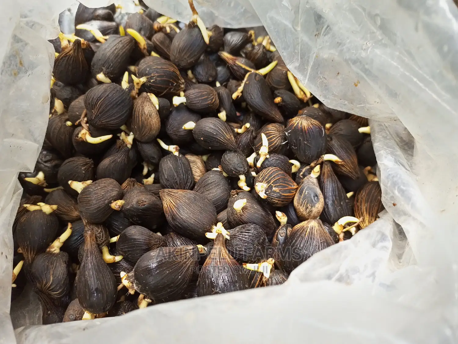 Sprouted TENERA Oilpalm Nut.