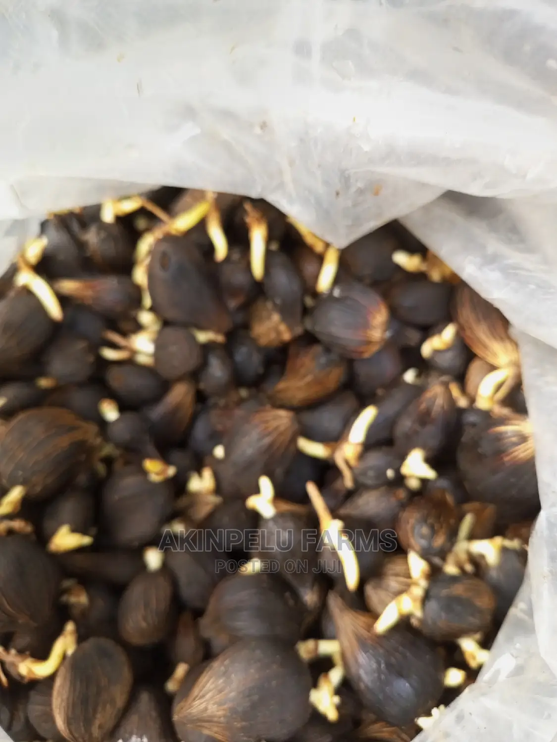 Sprouted TENERA Oilpalm Nut.