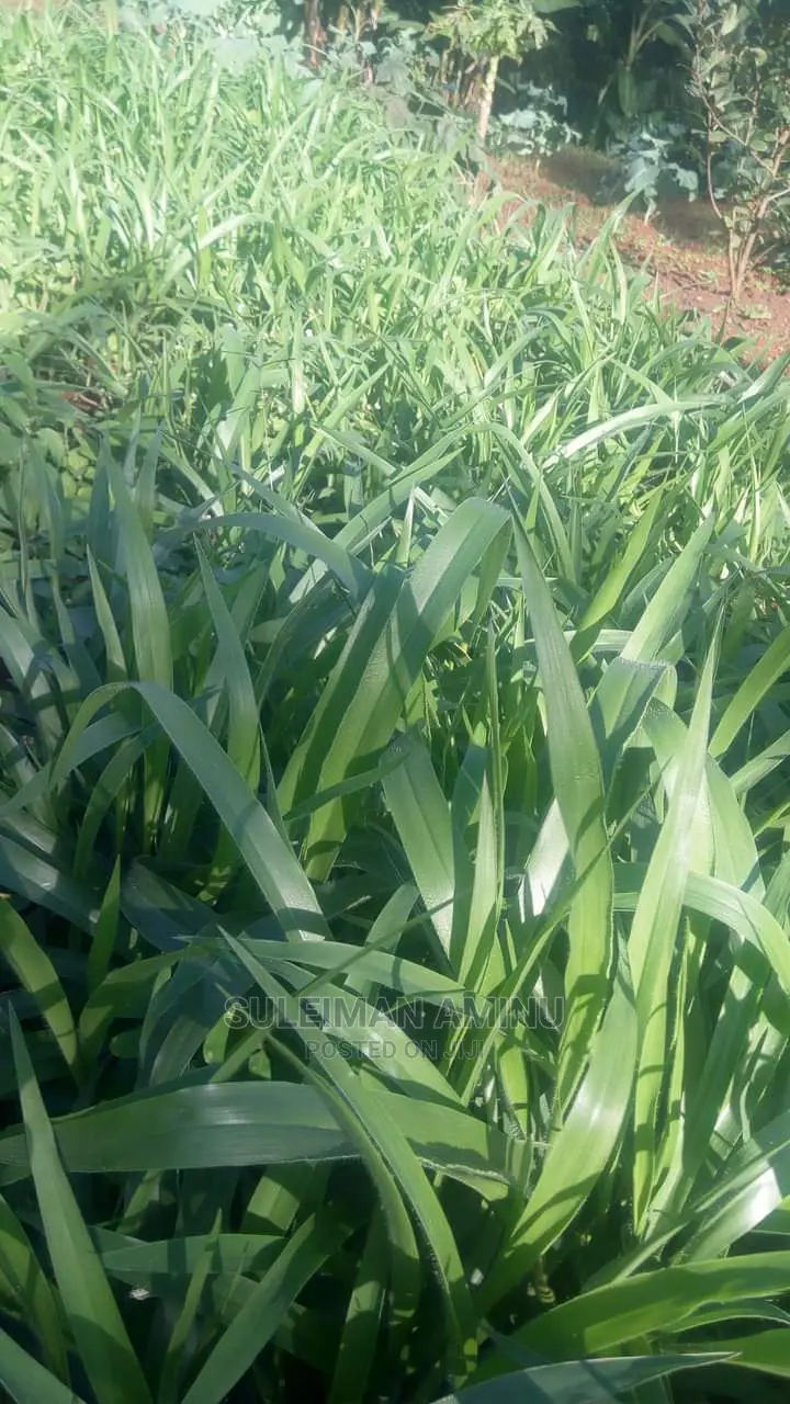 Brachiaria Grass Seed