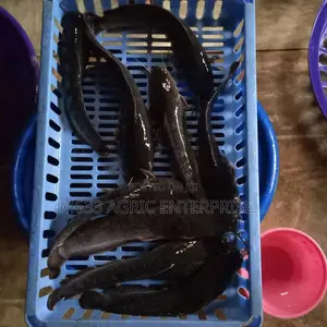 Fingerlings Catfish