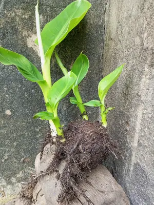 Quality Plantain Suckers With Excellent Performance.
