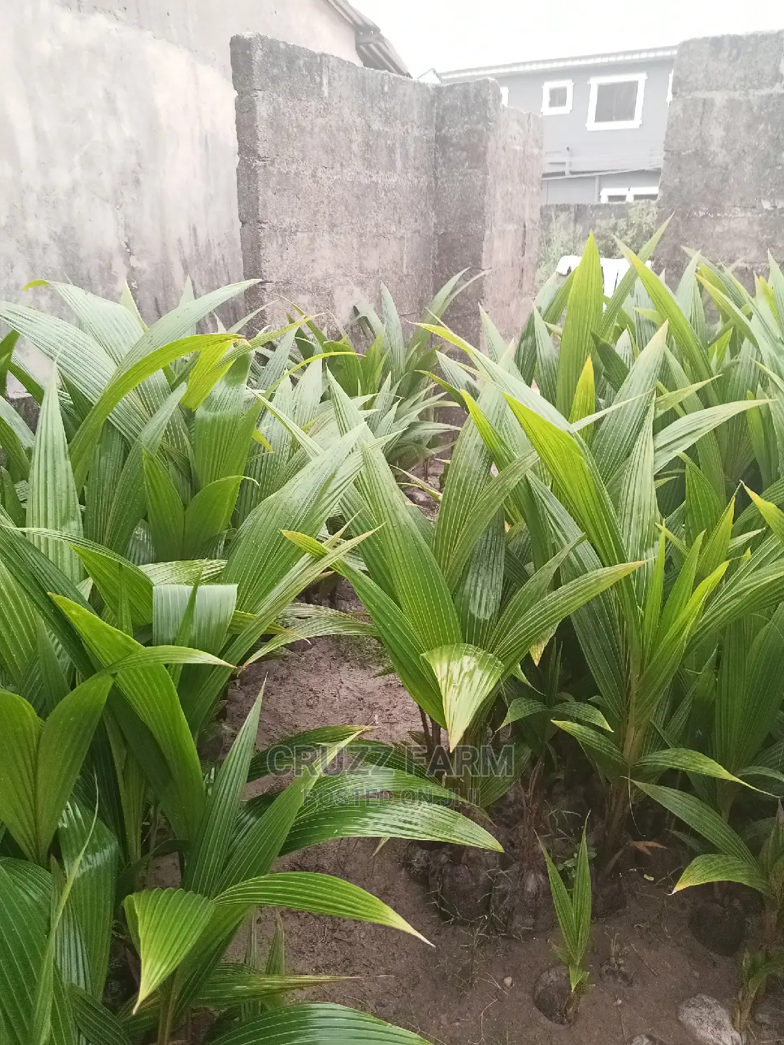 Hybrids and Dwarf Coconut Seedlings