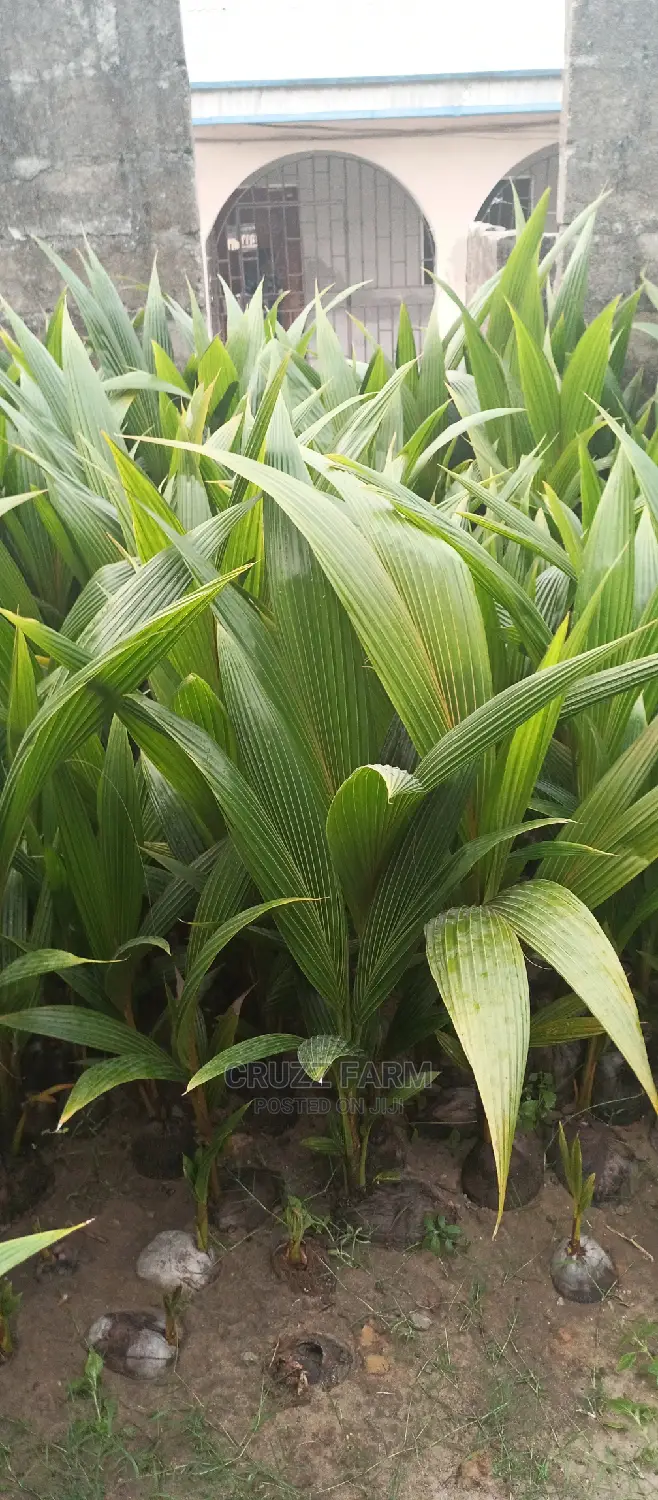 Hybrids and Dwarf Coconut Seedlings