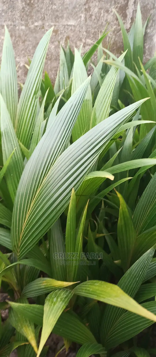Hybrids and Dwarf Coconut Seedlings