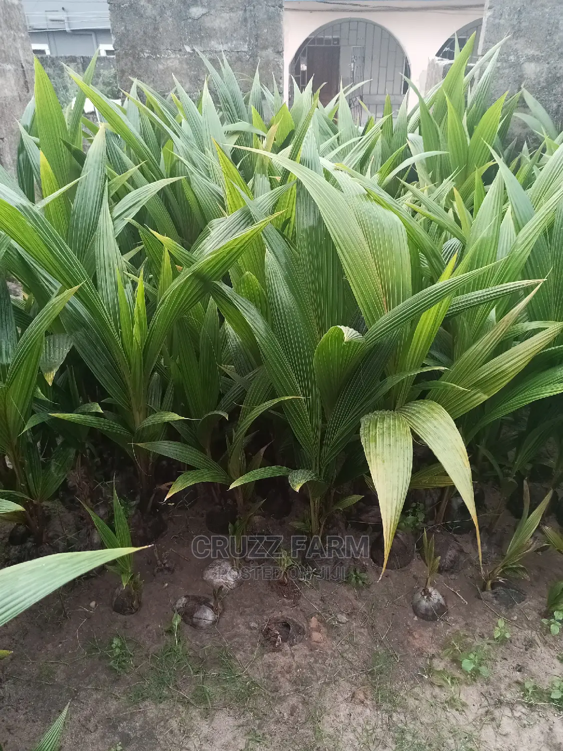 Hybrids and Dwarf Coconut Seedlings