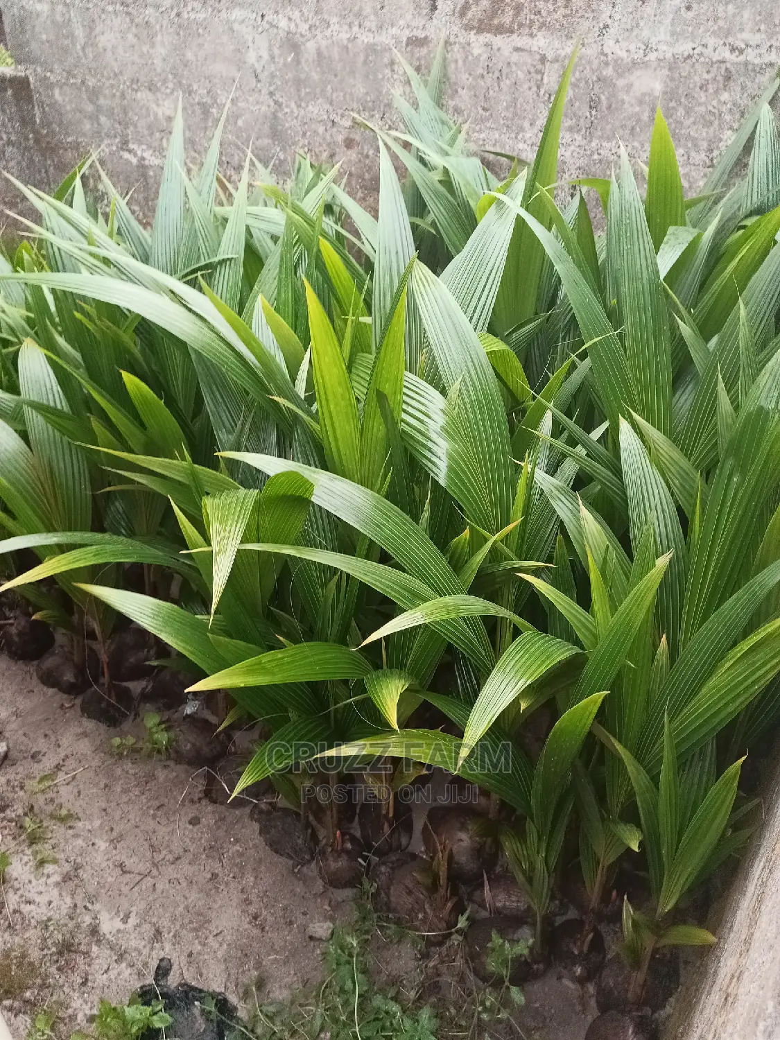 Hybrids and Dwarf Coconut Seedlings