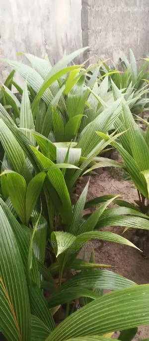 Hybrids and Dwarf Coconut Seedlings