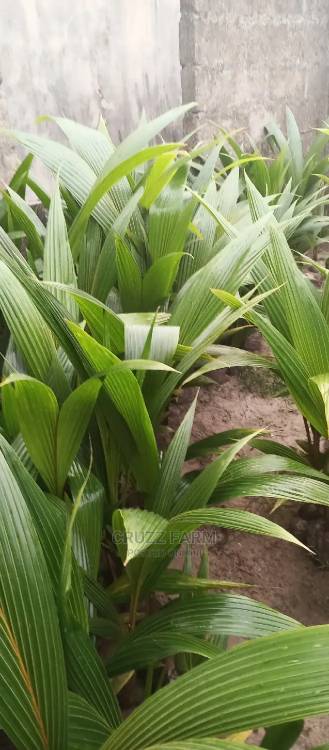 Hybrids and Dwarf Coconut Seedlings