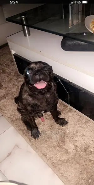 1+ Year Male Purebred Pug