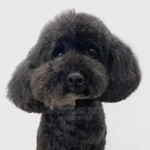 Dog Grooming