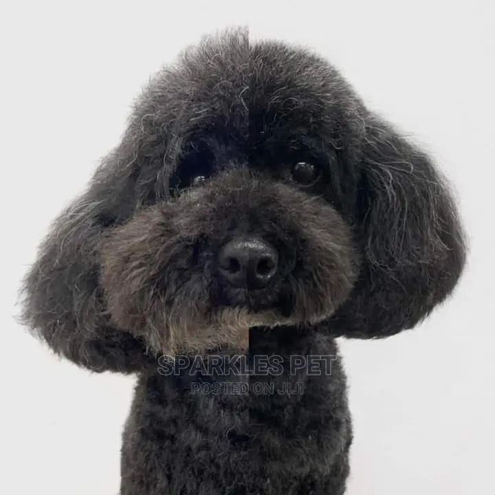 Dog Grooming