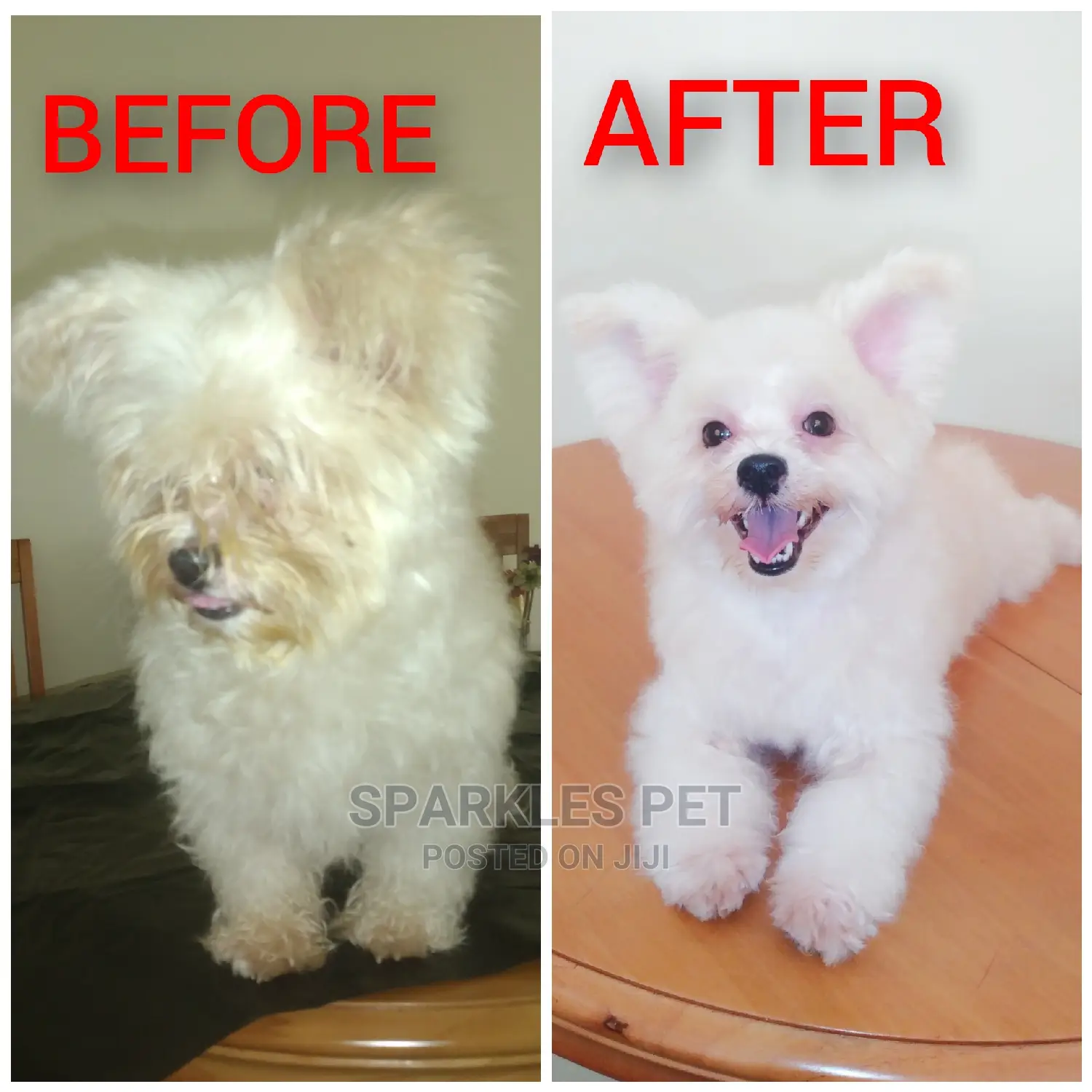 Dog Grooming