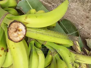 Camerounian Hybrid Plantain Suckers