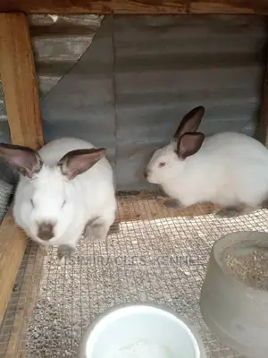 Rabbit Available for Sale