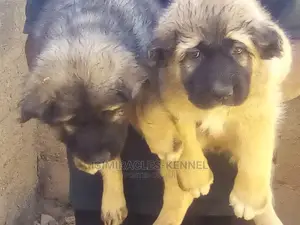 1-3 months Female Purebred Caucasian Shepherd