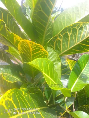 Croton Flowers