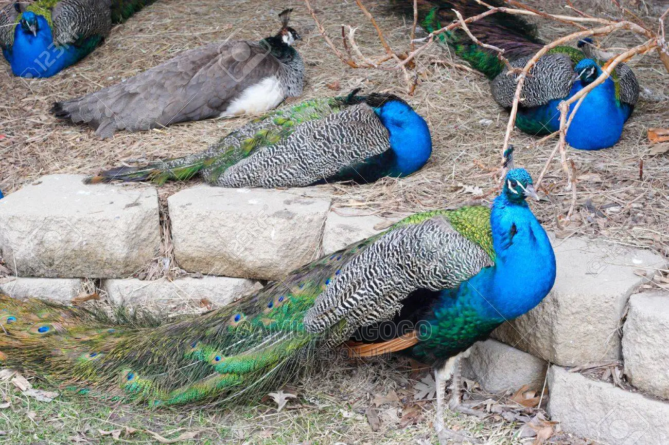 Indian Blue and White Peacocks