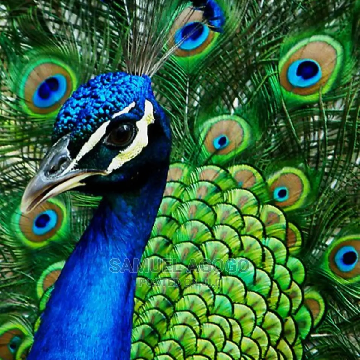 Indian Blue and White Peacocks