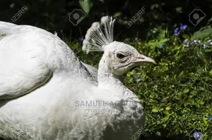 Indian Blue and White Peacocks