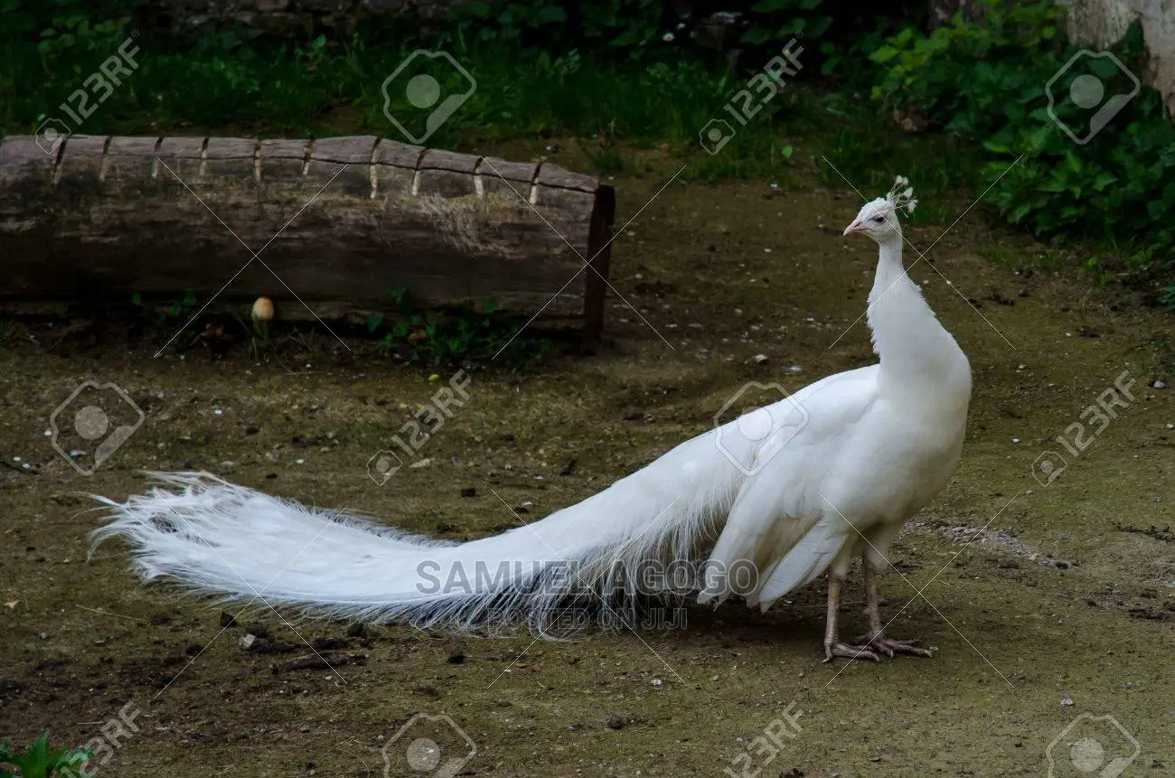 Indian Blue and White Peacocks