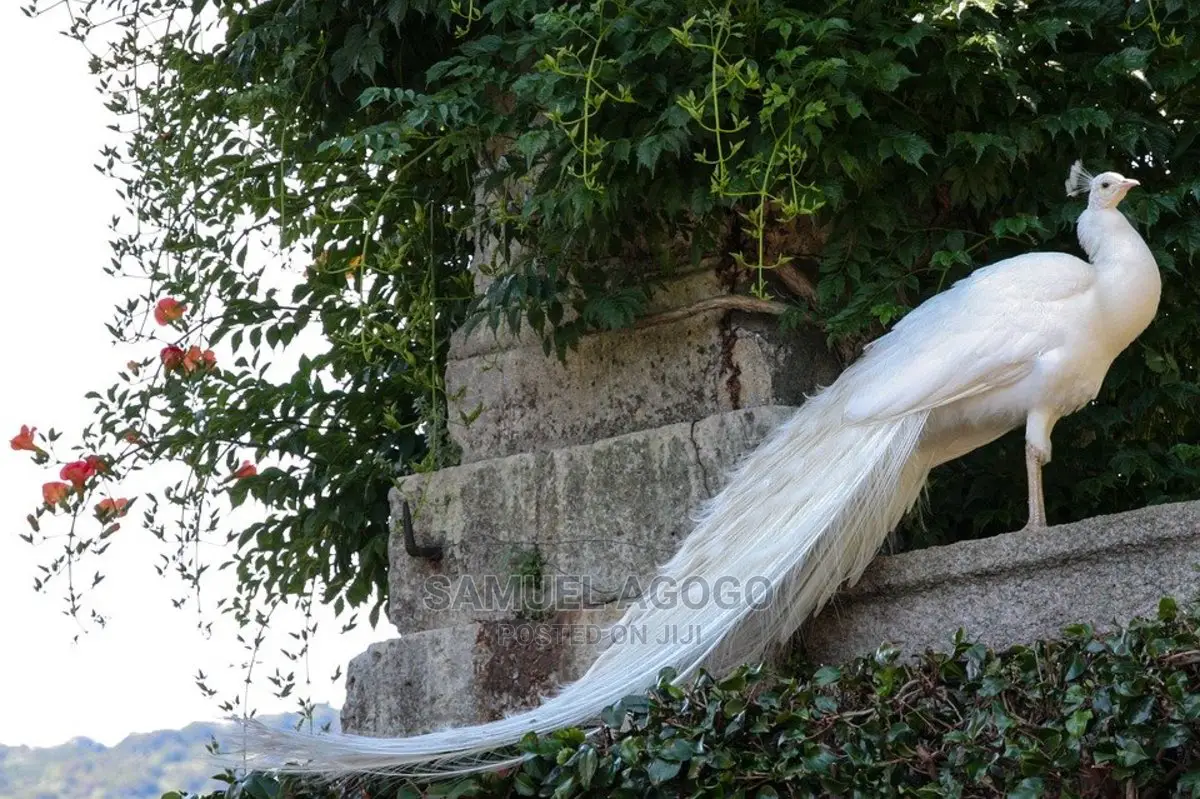 Indian Blue and White Peacocks