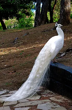 Indian Blue and White Peacocks