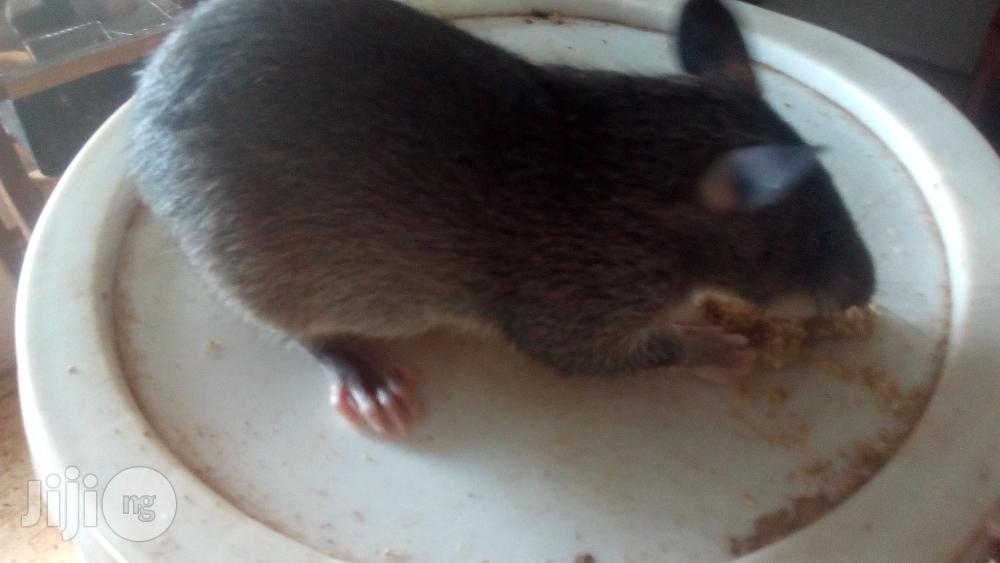Albino Rat.