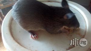 Albino Rat.