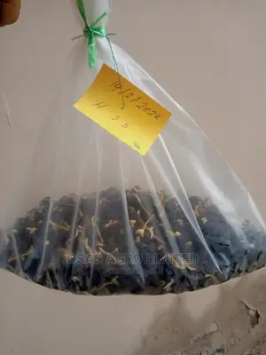 Choice Oil Palm Super Gene Sprouted Nuts/ Hybrid Seedlings