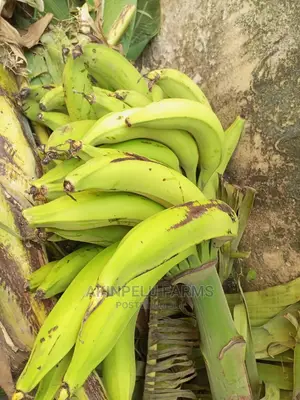 Hybrid Plantain Suckers-Good Yielding.
