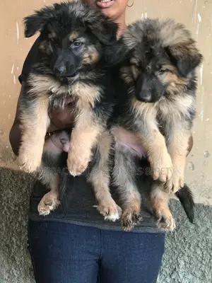 1-3 months Female Purebred German Shepherd