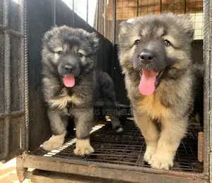 1-3 months Female Purebred Caucasian Shepherd