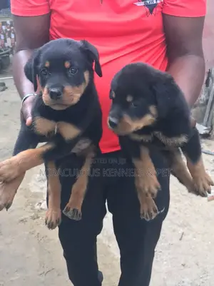 1-3 months Female Purebred Rottweiler