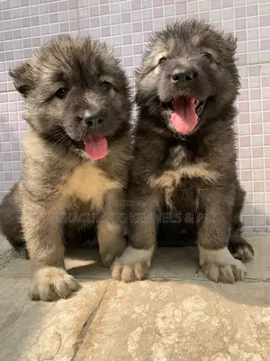 1-3 months Female Purebred Caucasian Shepherd