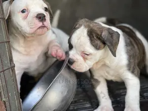 1-3 Months Male Purebred American Bulldog