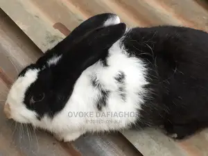 Improved Dutch Rabbits