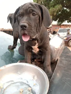 1-3 months Female Purebred Cane Corso